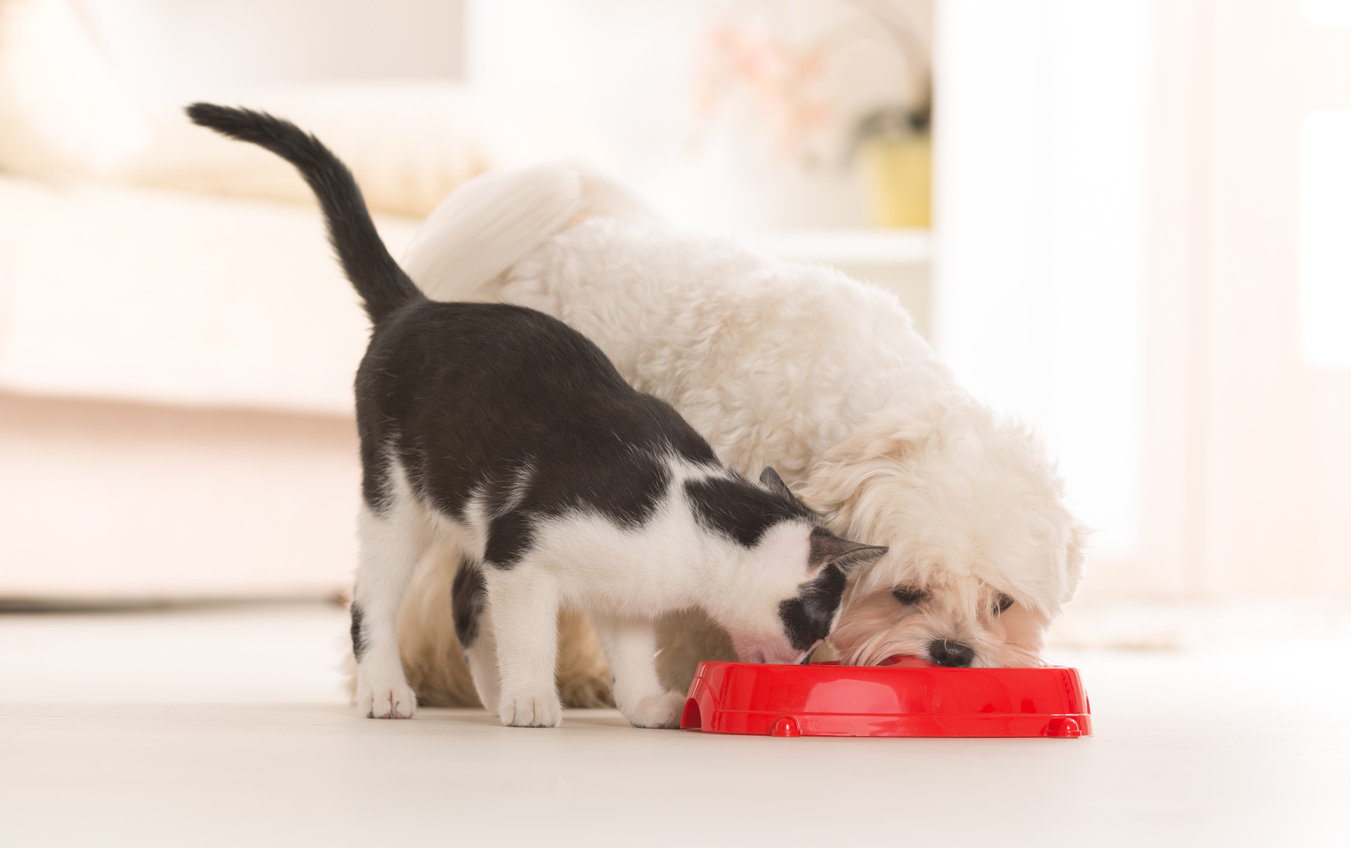 Cão e gato partilham tigela vermelha com comida.