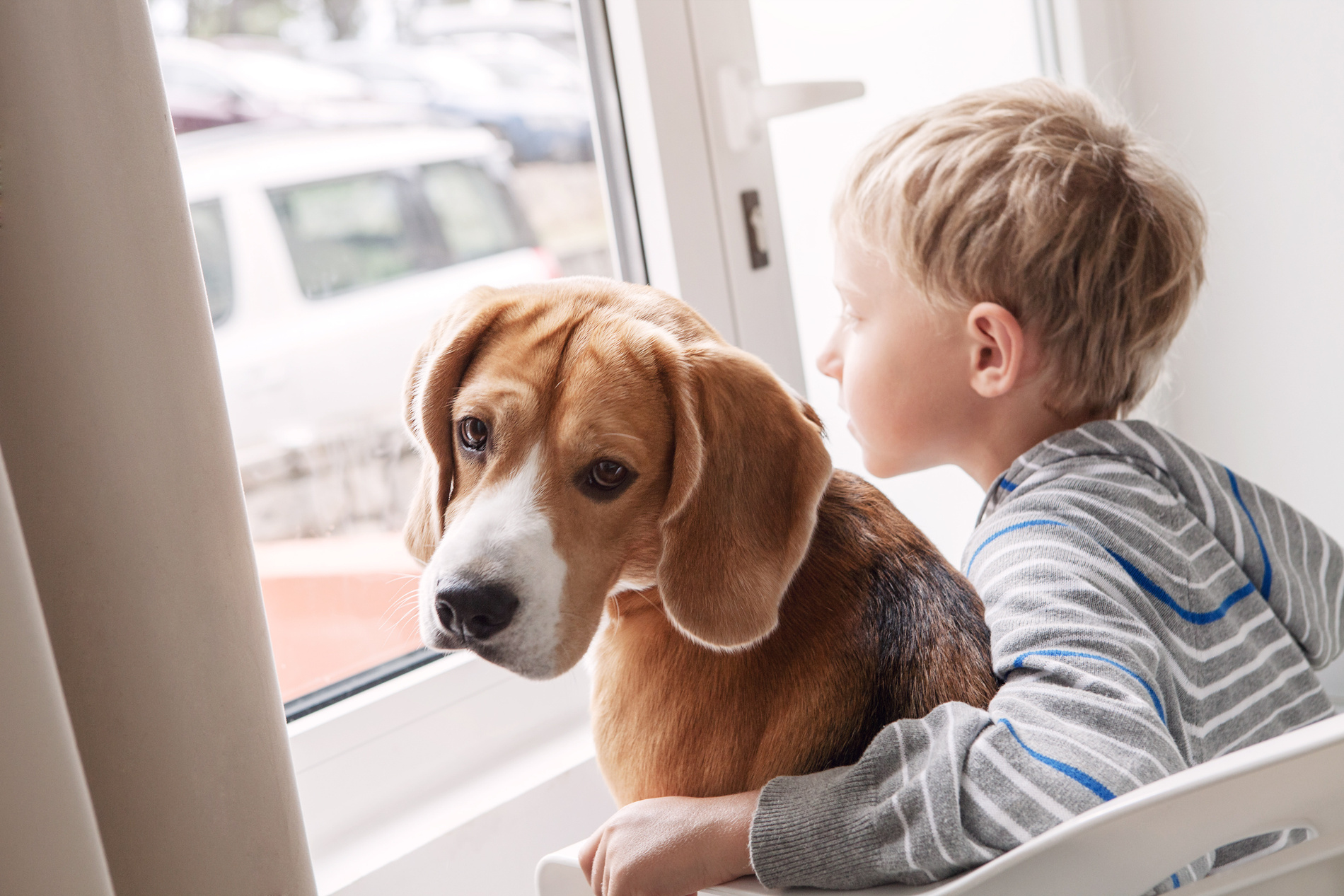 Cão e criança a olharem para a janela