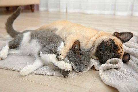 Cão e gato deitados sobre um tapete em que o cão tem a pata sobre o gato.