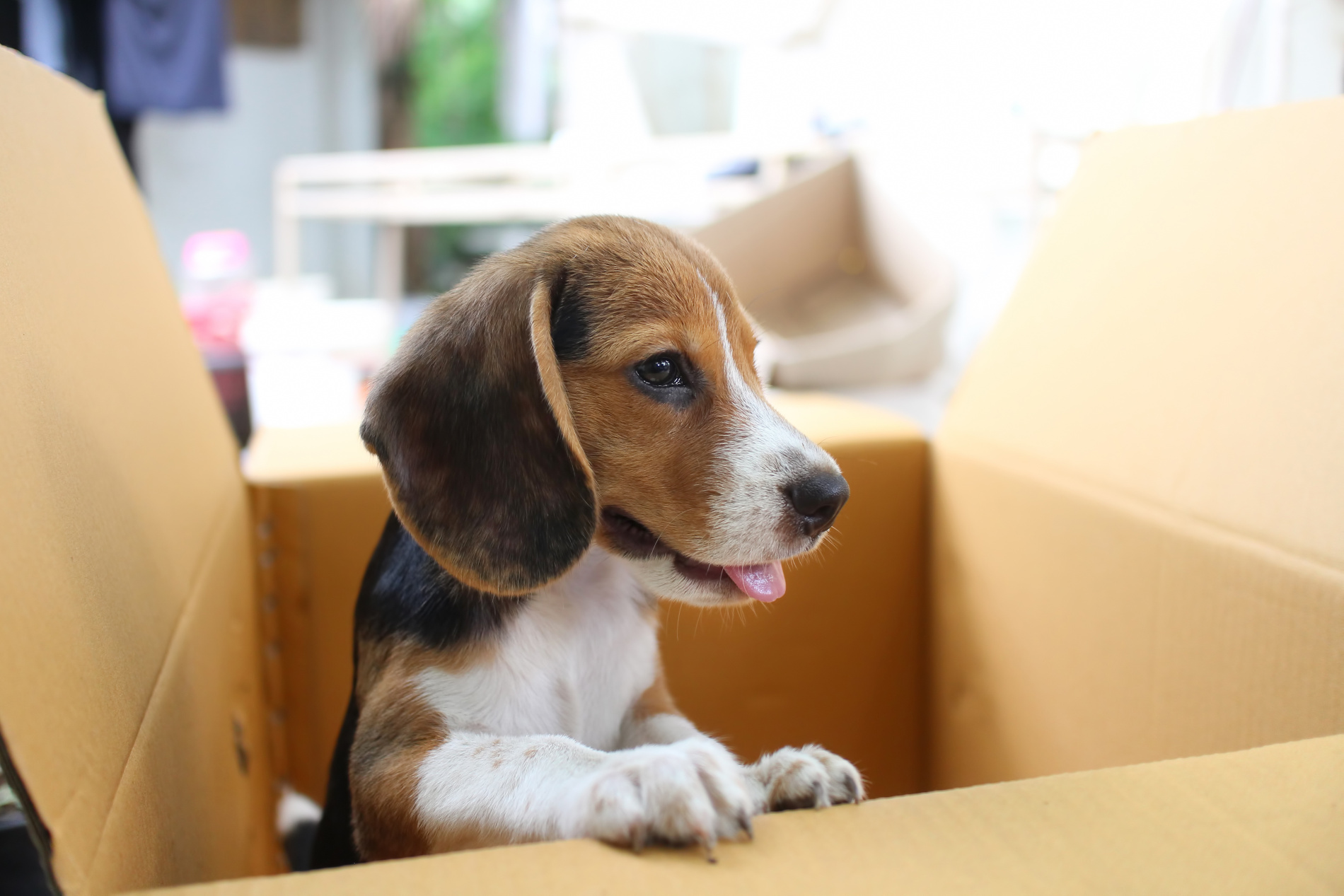 Cão de raça Beagle dentro de caixa de cartão com a língua de fora.
