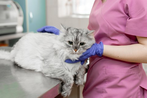 Gato deitado numa mesa enquanto a médica veterinária examina.