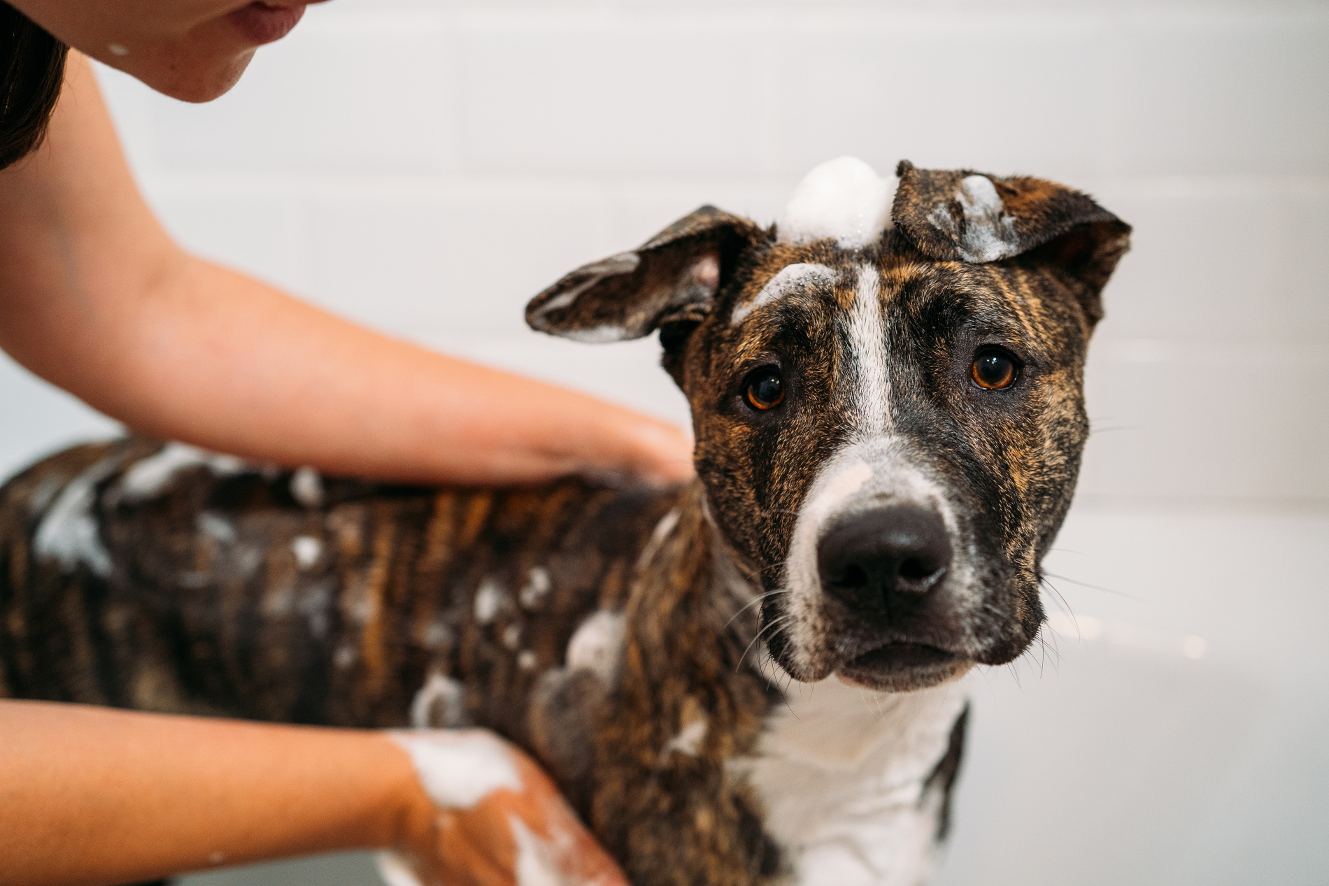 Cão no banho com espuma na cabeça.