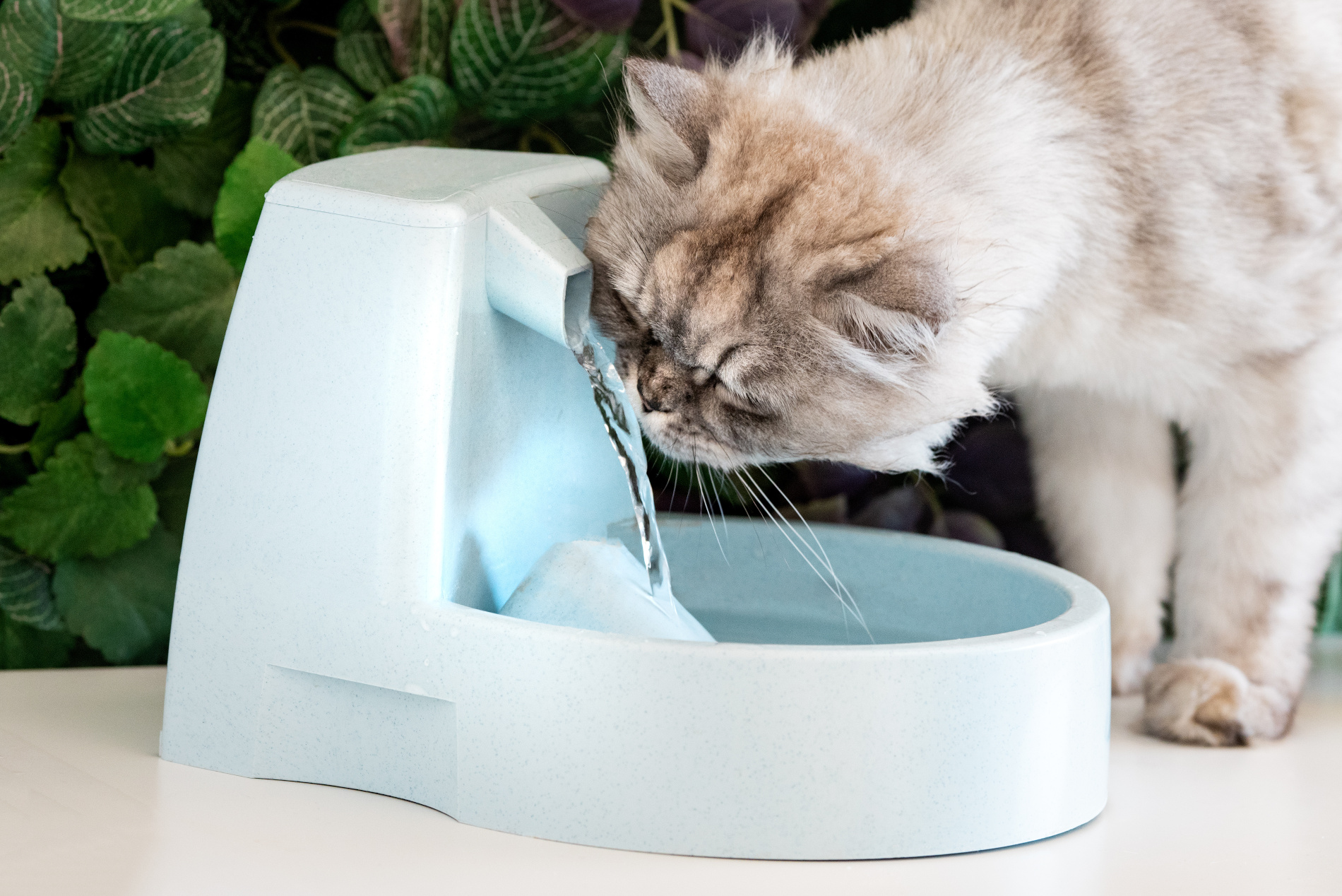 Gato bebe água de um bebedouro automático.