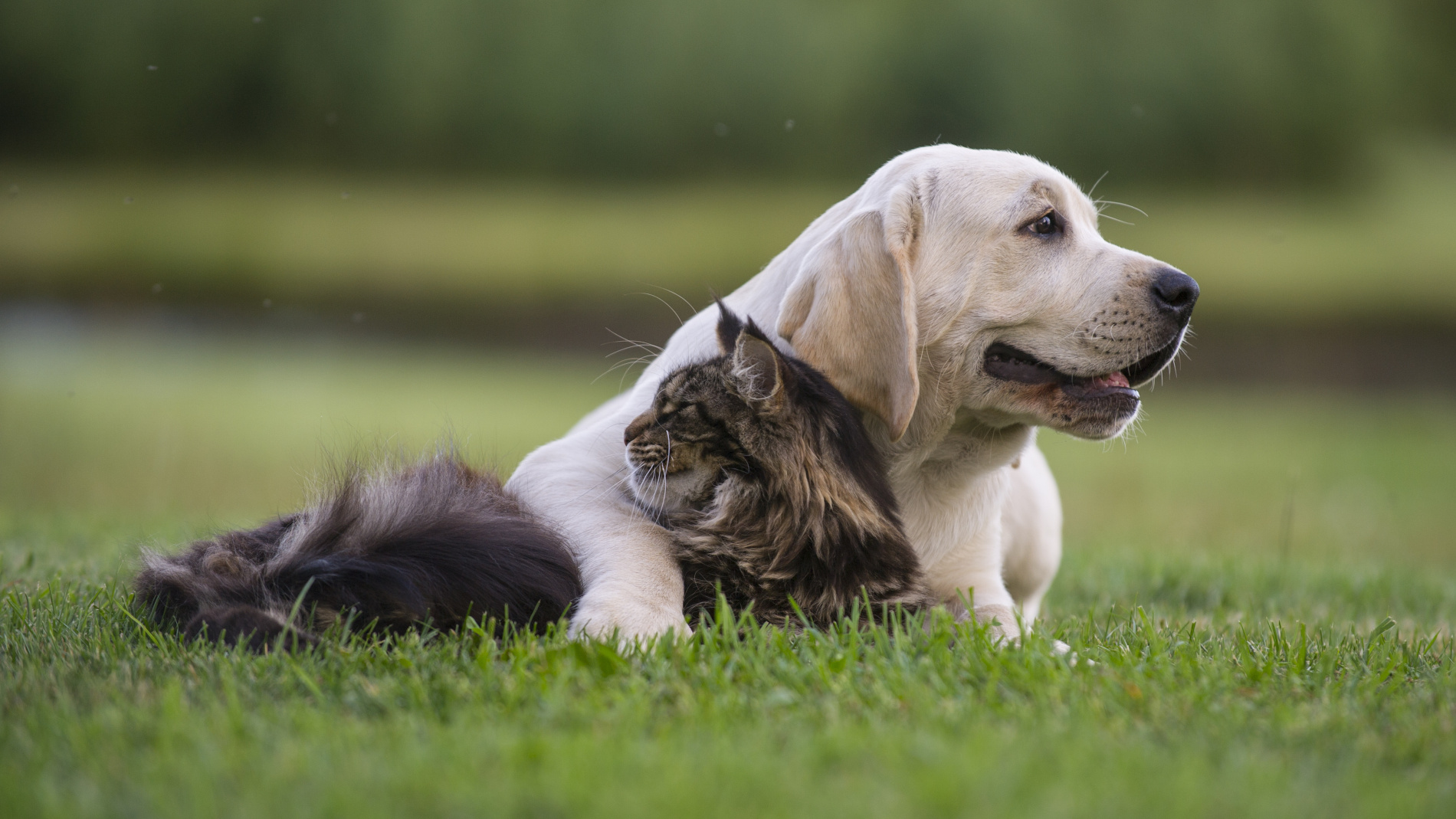 Cão e gato deitados na relva em que o cão tem a pata sobre o gato em gesto de amizade.