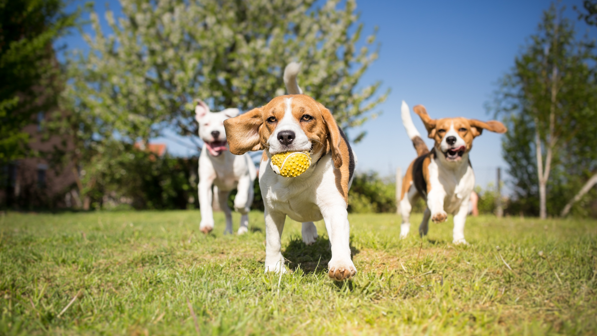 Três cães correm num parque na direção da câmara. O cão no centro tem um brinquedo na boca.