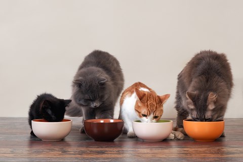 Quatro gatos de várias idades e tamanhos comem nas suas respetivas tigelas.
