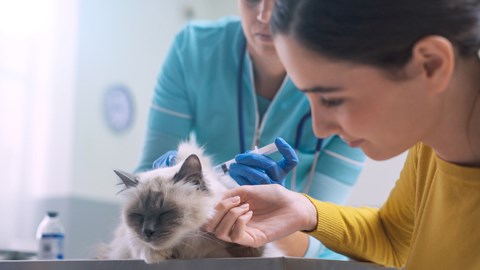 Gato no veterinário acompanhado pela dona enquanto médica veterinária administra vacina.