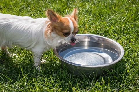 Chihuahua A Beber Água