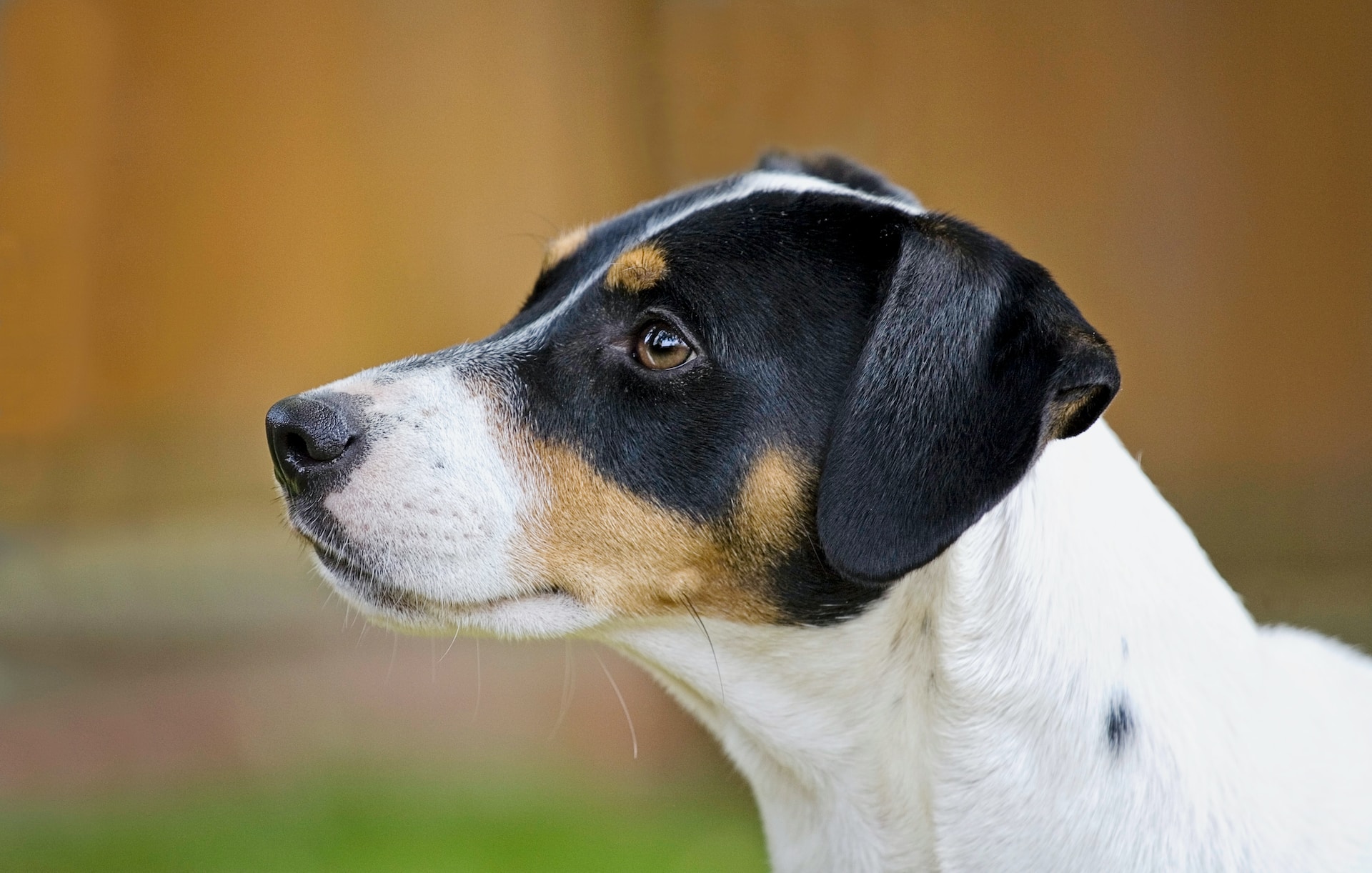 Jack Russell Terrier Perfil
