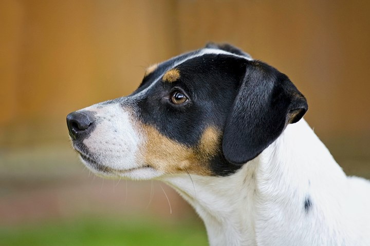 Jack Russell Terrier Perfil