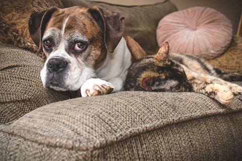Cão e gato deitados no sofá, cão olha diretamente para a câmara.