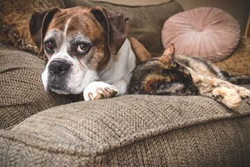<p>Cão e gato deitados no sofá, cão olha diretamente para a câmara.</p>