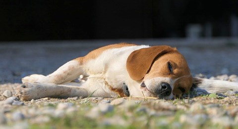 Beagle Deitado