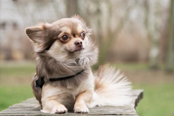 Chihuahua Perfil