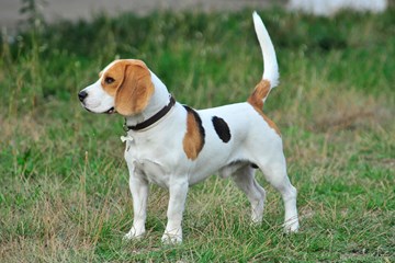 <p>Beagle Perfil</p>
