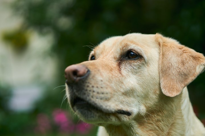 Labrador perfil