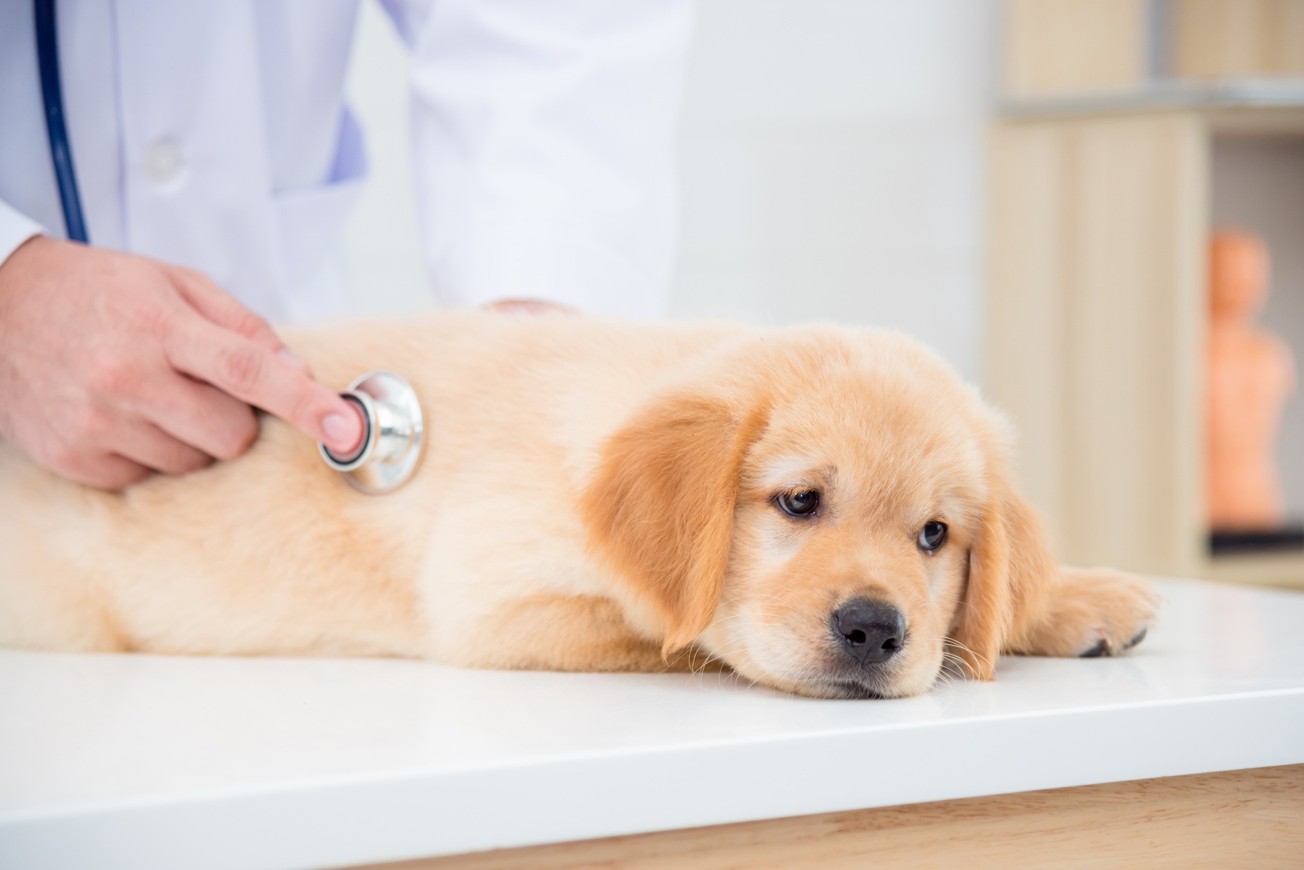 Cão deitado numa mesa de veterinário é auscultado pelo médico.